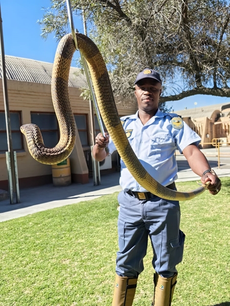 Northern Cape police officers can safely handle dangerous snakes | News Article