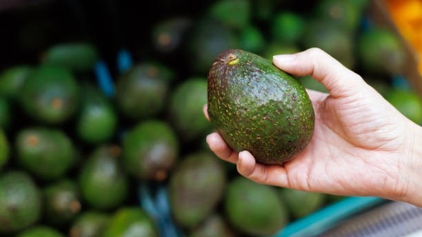 SA avo’s in China: Nuwe handelsmoontlikhede vir produsente SA avo’s in China: Nuwe handelsmoontlikhede vir produsente | News Article