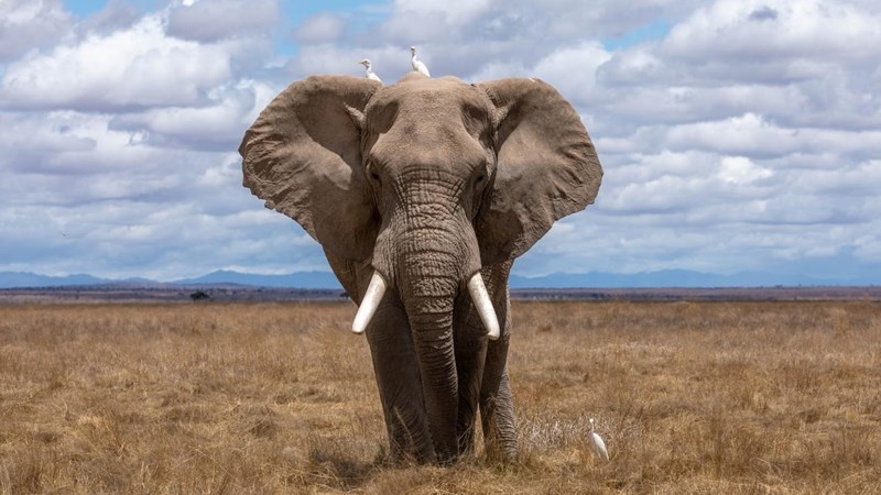 Sanparke ondersoek of olifant oupa binne of buite wildtuin doodtrap Sanparke ondersoek of olifant oupa binne of buite wildtuin doodtrap | News Article