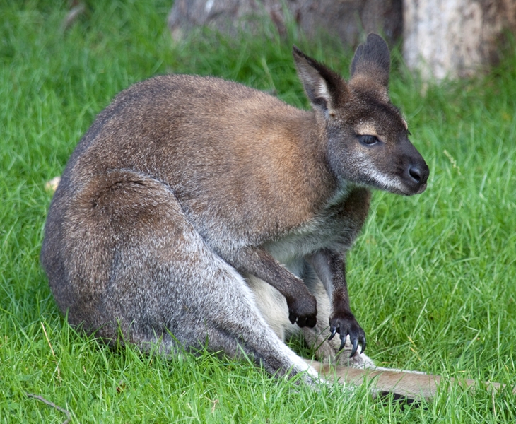 French authorities round up loose wallaby | News Article