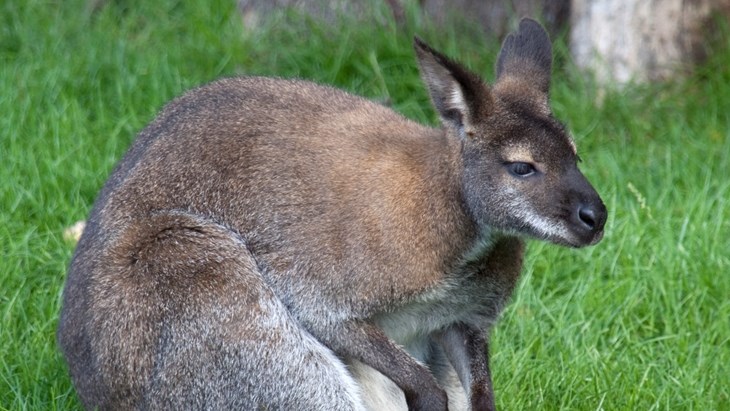 French authorities round up loose wallaby | News Article