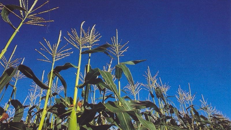 Landbounuus-podcast: Tweede produksieskatting voorspel kleiner mielie-oes Landbounuus-podcast: Tweede produksieskatting voorspel kleiner mielie-oes | News Article