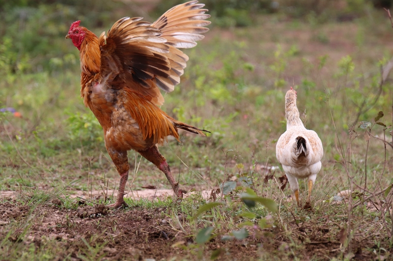Hier is van jou hoof landboustories op OFM | News Article