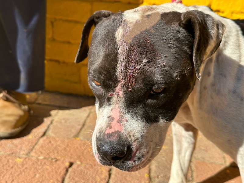 Eienaar mishandel glo sy hond nadat dié sy braaivleis vreet | News Article