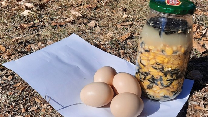 The significance of fermented chicken feed The significance of fermented chicken feed | News Article