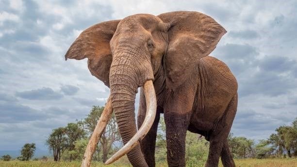 Tweede toeris binne twee maande in Noordwes-reservaat aangeval Tweede toeris binne twee maande in Noordwes-reservaat aangeval | News Article