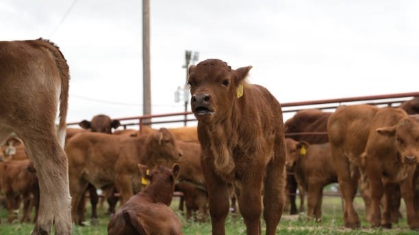 Boosting calving success: Strategies for cattle farmers Boosting calving success: Strategies for cattle farmers | News Article