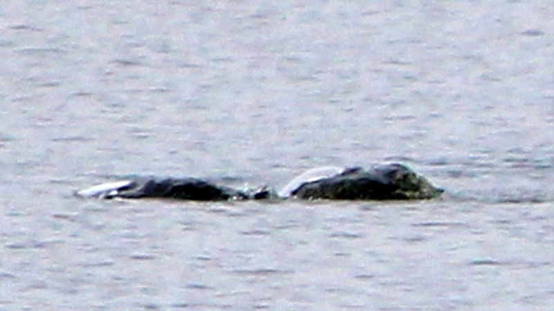 Conspiracy Corner - The most exciting pictures of Nessie - Vimarsana News