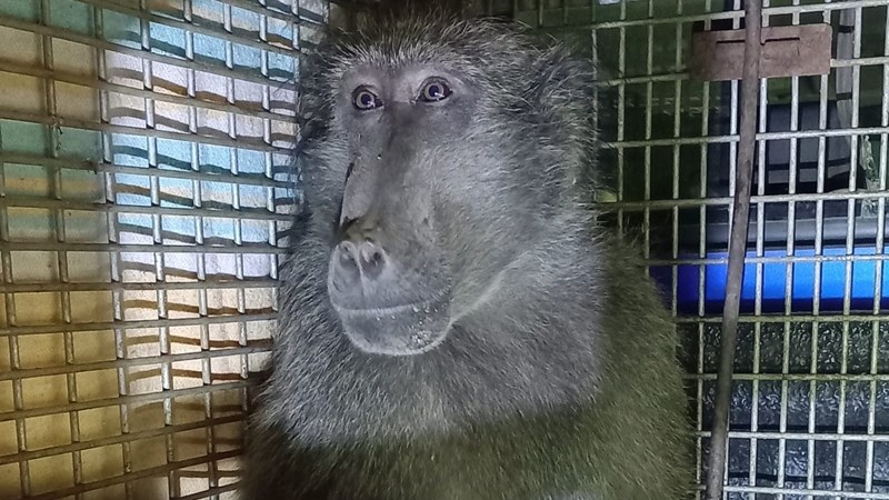 Elon the baboon’s 15-day trek through Joburg, Ekurhuleni - WATCH | News Article