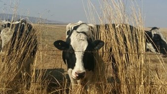 Agri podcast: Vrede Dairy Project handed over to beneficiaries Agri podcast: Vrede Dairy Project handed over to beneficiaries | News Article