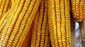 Agri-Uur: Jongste Safex-nuus Agri-Uur: Jongste Safex-nuus | News Article