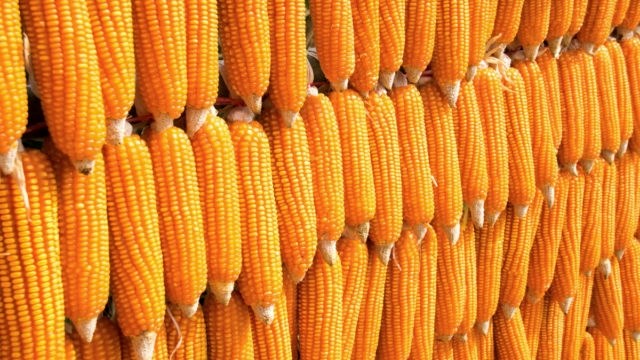 Agri-Uur: Jongste Safex-nuus Agri-Uur: Jongste Safex-nuus | News Article