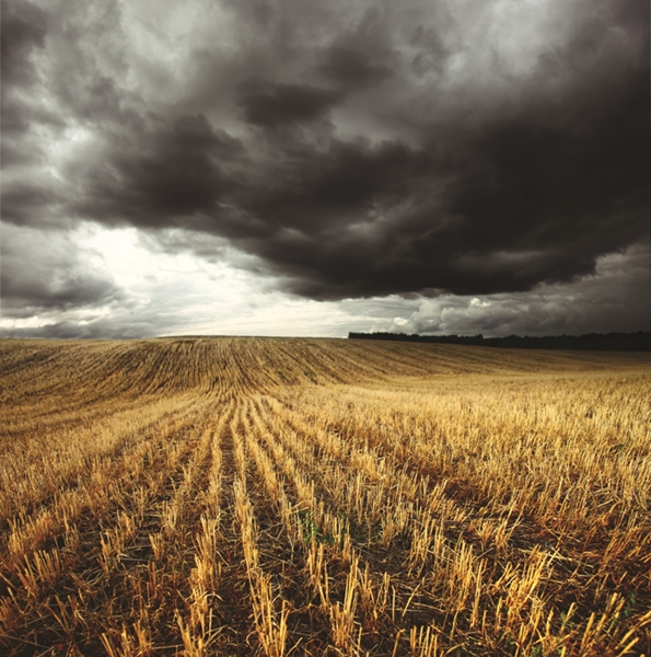 Agri-uur: Jongste Safex-nuus | News Article