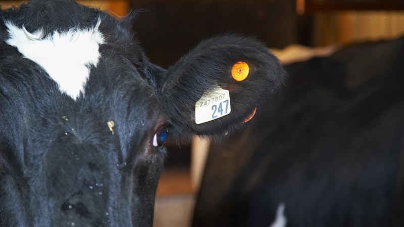Riglyne vir veediefstalverklarings | News Article