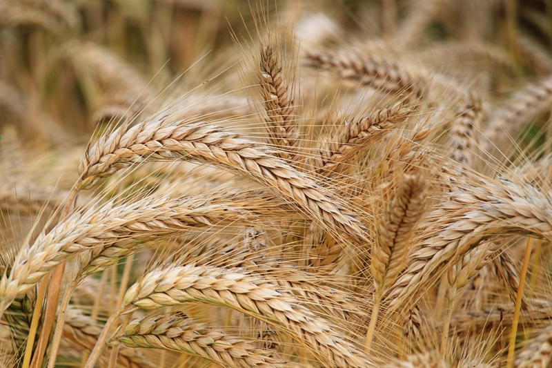 Agri-uur: Jongste Safex-nuus | News Article