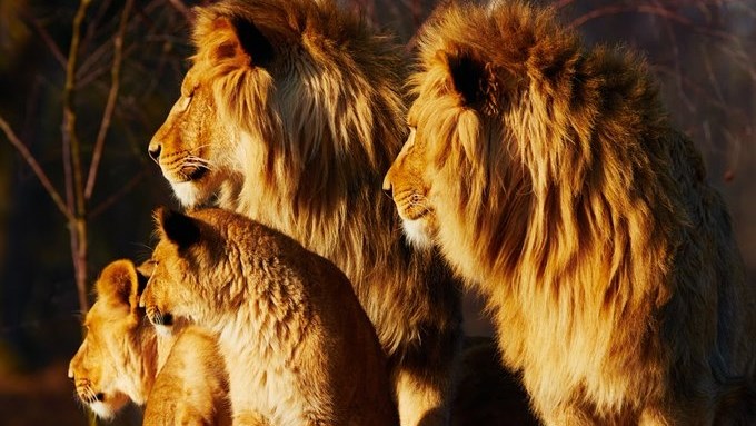 FS lion farm flagged for dire living conditions | News Article