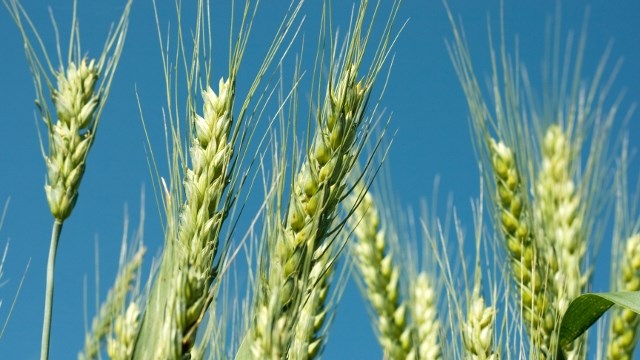 Agri-Uur: Jongste Safex-nuus Agri-Uur: Jongste Safex-nuus | News Article