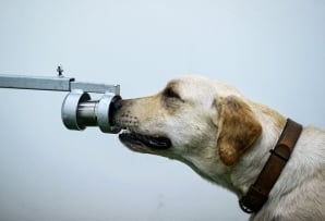 Clever canines on #Covid19 detection duty | News Article