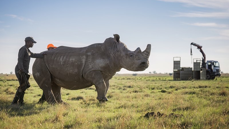 Latest translocation of rhinos to KZN a success | News Article