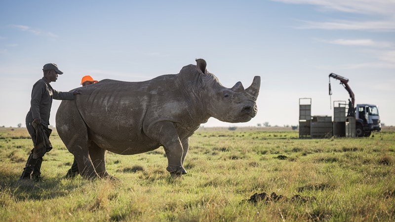 Latest translocation of rhinos to KZN a success Latest translocation of rhinos to KZN a success | News Article