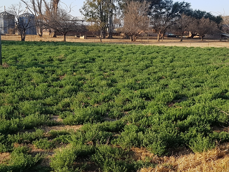 Agri-Uur: Jongste Safex-nuus | News Article