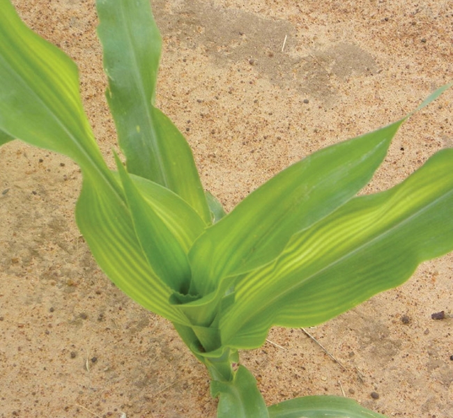 Agri-Uur: Jongste Safex-nuus | News Article