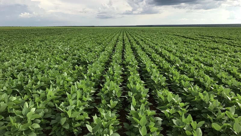 Too much water, too late for Eastern Free State crops Too much water, too late for Eastern Free State crops | News Article