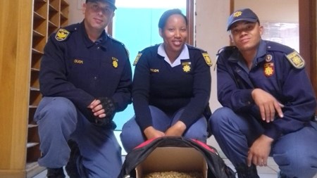 Poacher arrested with endangered succulents in Northern Cape | News Article