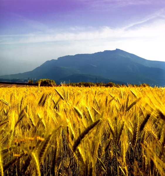 Agri-Uur: Jongste Safex-nuus | News Article