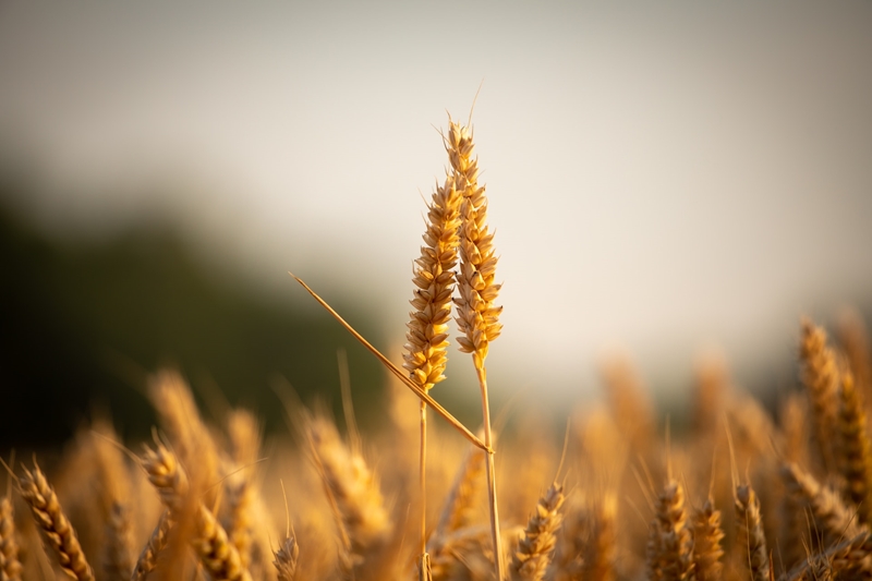 Agri-uur: Jongste Safex-nuus | News Article