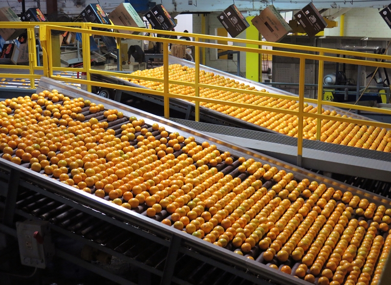 #OFMBusinessHour: CGA hopeful EU citrus regulatory impasse will be resolved  | News Article