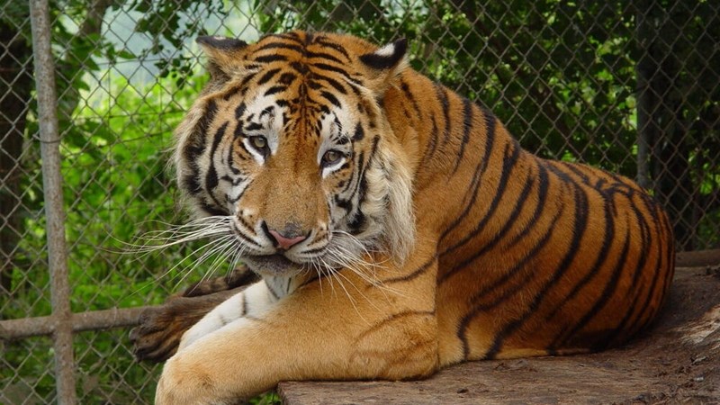 Calls to ban private keeping of big cats after tigers escape Calls to ban private keeping of big cats after tigers escape | News Article