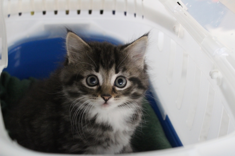 Bloemfontein SPCA issues urgent plea as food supplies run low | News Article