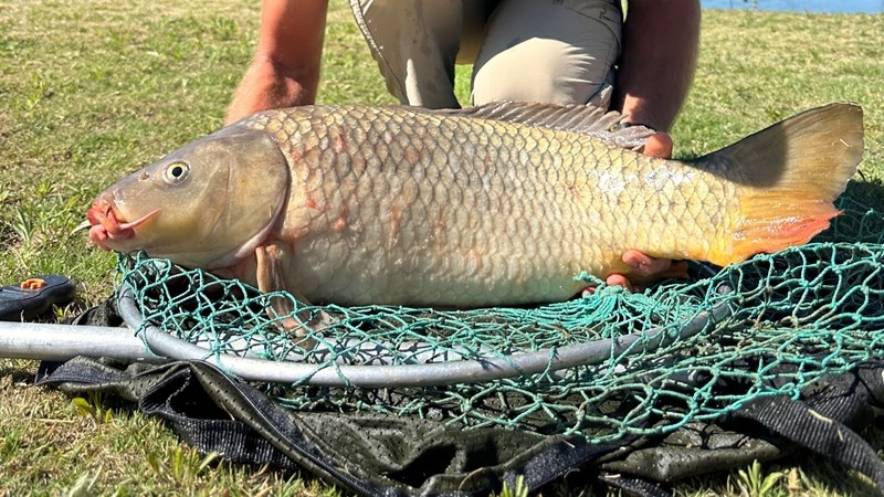 Kommer oor Vaalrivier se siek visse | News Article