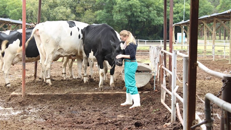 Moe-zart help koeie meer melk gee Moe-zart help koeie meer melk gee | News Article