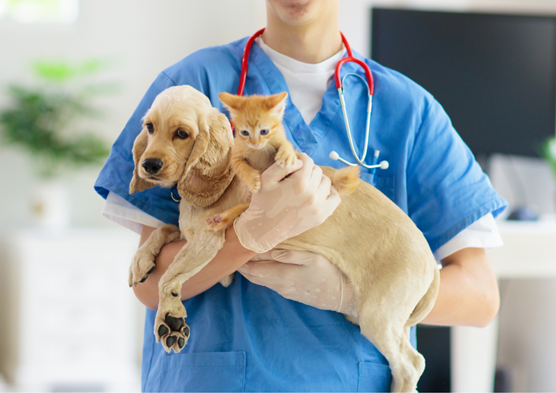 Kimberley veterinarians to assist with free vaccinations | News Article
