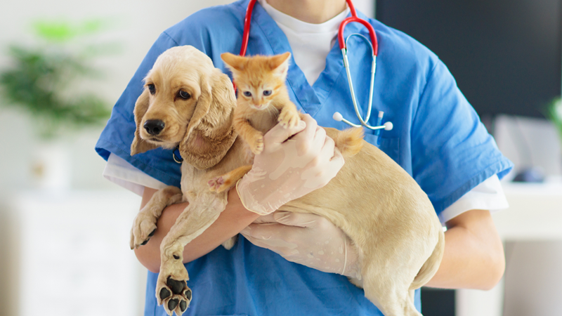 Kimberley veterinarians to assist with free vaccinations | News Article