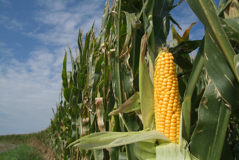 Agri-Uur: Jongste Safex-nuus | News Article