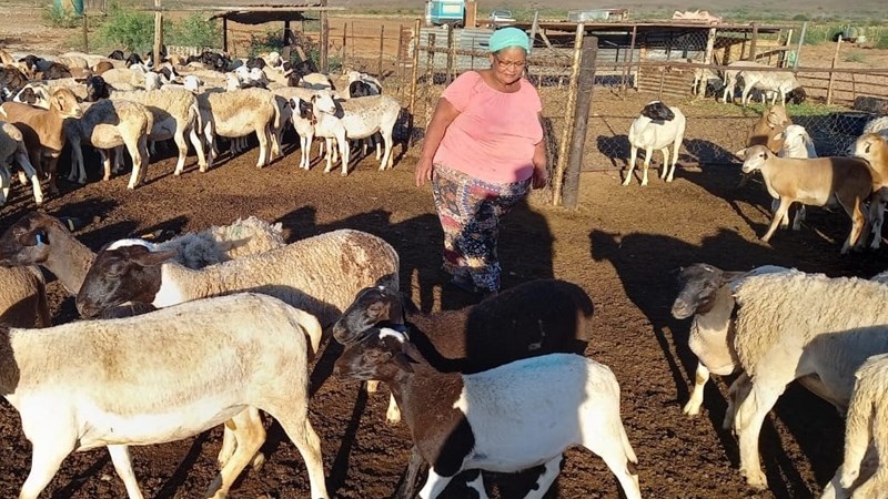 Skaapboer vol moed om aan te hou boer soos wat reën groenigheid saai | News Article