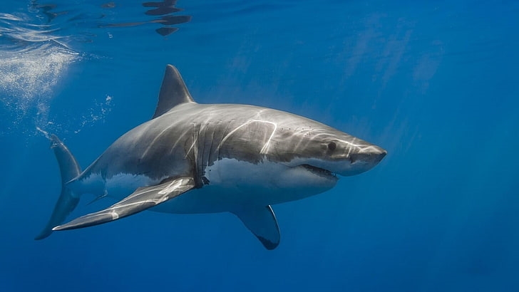 Australian teen narrowly escapes shark bite | News Article