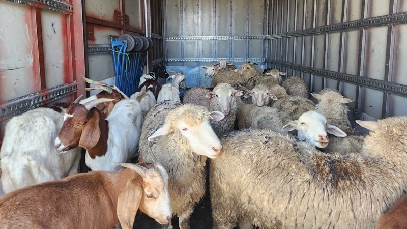 SPCA pleased with sentencing after animal cruelty SPCA pleased with sentencing after animal cruelty | News Article