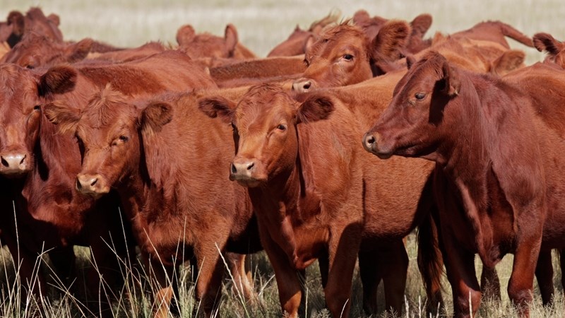 Bek-en-klouseer-uitbreking kan mark vir weke ontwrig Bek-en-klouseer-uitbreking kan mark vir weke ontwrig | News Article