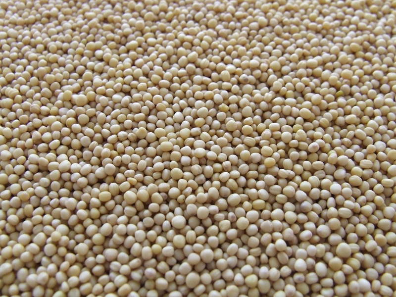 Agri-uur: Jongste Safex-nuus | News Article