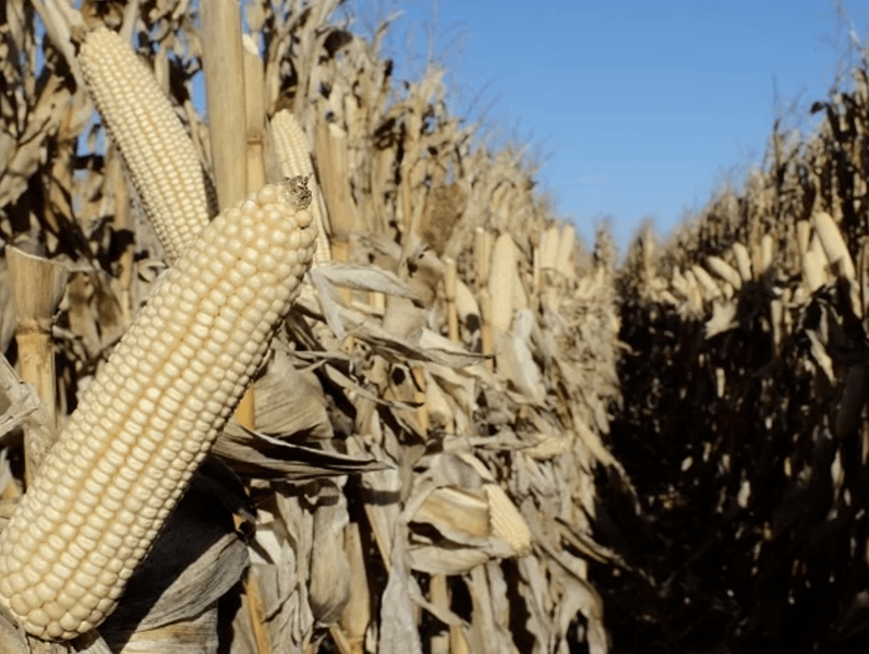 Agri-uur: Jongste Safex-nuus | News Article