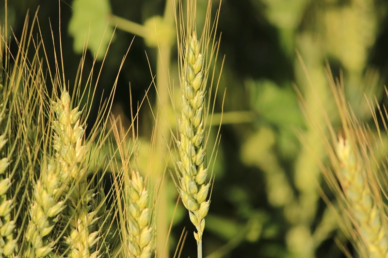 Genoeg graanvoorrade in die wêreldmark | News Article