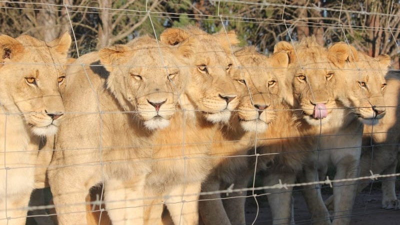 Efforts underway to recapture young lioness in Free State | News Article
