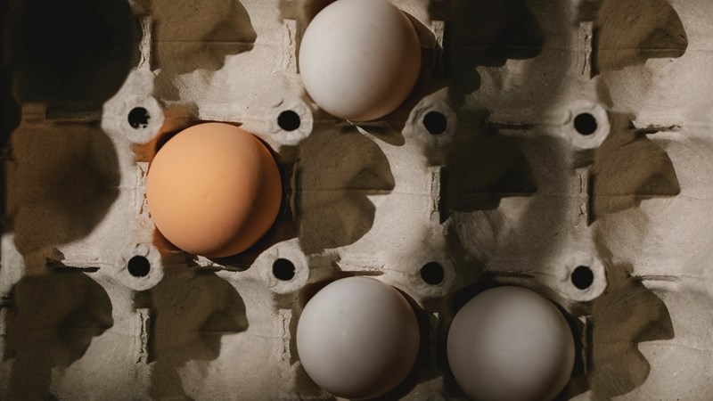 Landbounuus: Eiervoorraadvlakke neem geleidelik toe Landbounuus: Eiervoorraadvlakke neem geleidelik toe | News Article