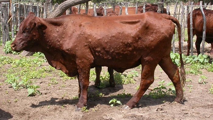 Summer animal diseases: Lumpy skin | News Article