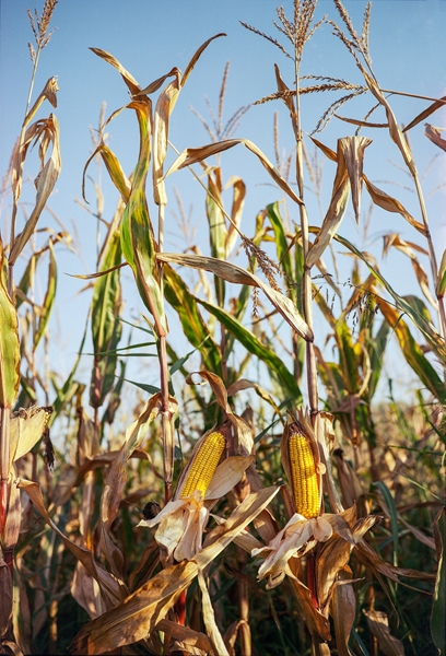 Agri-uur: Jongste Safex-nuus | News Article