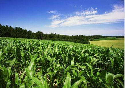 Agri-Uur: Jongste Safex-nuus | News Article